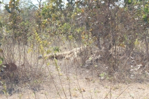 caaçador 4