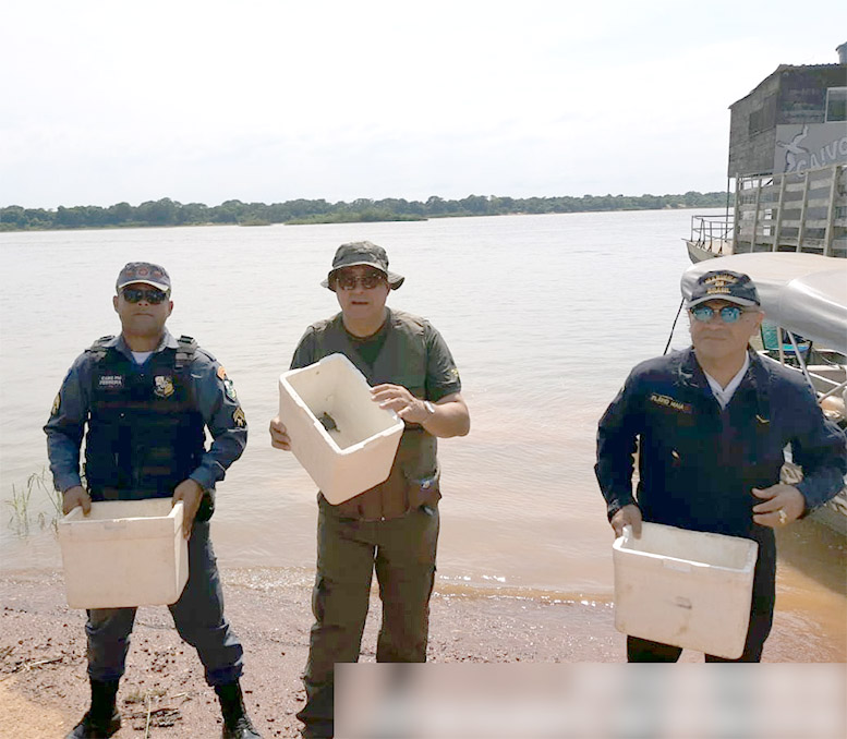 População Do Araguaia Se Une Para Repovoar Rio Com Tartarugas Da Amazônia A Gazeta Do Vale Do 