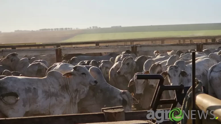 Produtor rural! Prazo de declaração de estoque de rebanhos encerra no dia 10 de dezembro