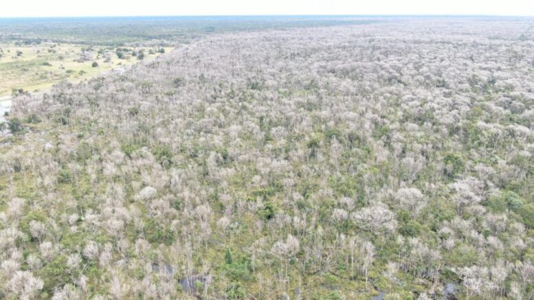 Operação Cordilheira sequestra propriedades e aplica multa de R$ 2,8 bilhões por desmate químico no Pantanal 